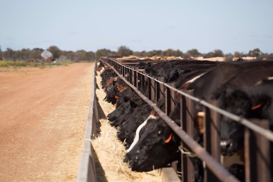Receiver lists 900ha Burakin feedlot WestBeef realestatesource